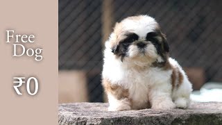 free free shih tzu pupps  for free adoption  2021  spf [upl. by Yllop]