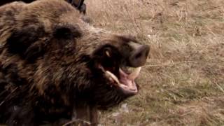 Driven wild boar hunting  Epic wild boar hunt in Romania  Ultimate Hunting [upl. by Ellehcear474]