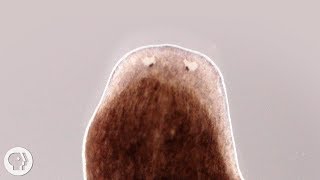 Want a Whole New Body Ask This Flatworm How  Deep Look [upl. by Jarib]