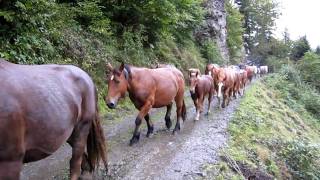 La transhumance des chevaux de Bious MVI 0640 [upl. by Fregger]