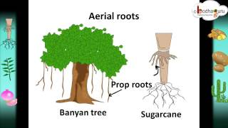 Scinece  Root system and root modifications – Hindi [upl. by Tallbot]