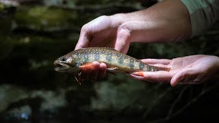 Brook Trout PARADISE  NC small stream fly fishing [upl. by Ytsanyd]