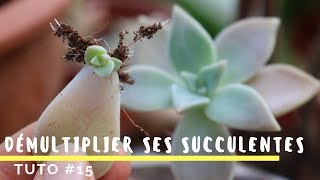 Comment bouturer ses plantes grasses  TRÈS FACILE  TUTO 15 [upl. by Tray]