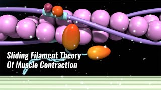 Sliding Filament Theory Of Muscle Contraction Explained [upl. by Ardnad]