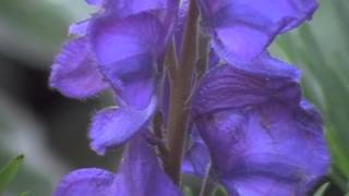 Aconitum napellus monkshood a poisonous beauty [upl. by Nadaba]