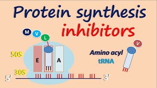 Protein synthesis inhibitors [upl. by Elocin]