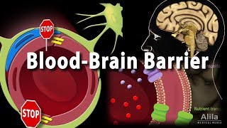 Blood Brain Barrier Animation [upl. by Hart579]