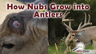 From Nubs To Growing Antlers An Incredible Process [upl. by Stormi29]