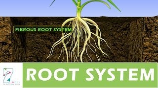 ROOT SYSTEM [upl. by Annatnom]