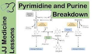 Purine and Pyrimidine Catabolism Pathway  Nucleotide Breakdown  Biochemistry Lesson [upl. by Etnoed]