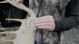 Antler Shed How it works [upl. by Pass]