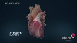 Heart in 3D Animation How the Heart Works [upl. by Hayidan]