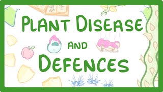 GCSE Biology  Plant Disease and Defences 46 [upl. by Tavy]