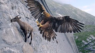 15 Deadliest Eagles in the World [upl. by Kaila]