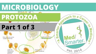 Protozoa  Microbiology  USMLE STEP 1  Part 1 of 3 [upl. by Alanna]