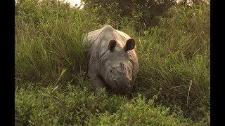 Rhino attacks in Kaziranga National Park [upl. by Eellac]