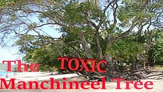 The TOXIC Manchineel Tree [upl. by Milan]