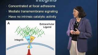 Extracellular Matrix  Mary Beckerle Utah [upl. by Dyche]