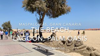 The Beach of Maspalomas the Dunes the Lagoon and Palm Oasis welovecanarias [upl. by Assilev165]