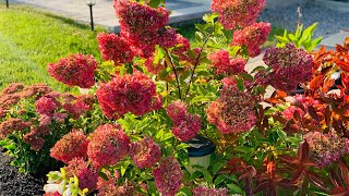 Paniculata Hydrangeas For Best Fall Colour  Autumn 2020 [upl. by Lednyk]