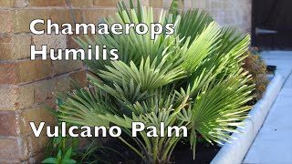 Chamaerops Humilis Vulcano Fan Palm in shade uk my walled garden Mediterranean plant [upl. by Amees]