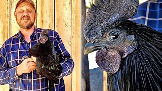 Eating the world’s rarest chicken Ayam Cemani chicken Is the meat black [upl. by Mallen]