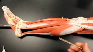 MUSCULAR SYSTEM ANATOMY Lateral leg region muscles model description Somso [upl. by Leakcim171]