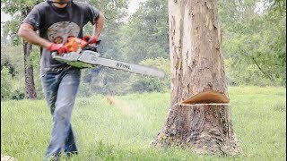 Cómo Cortar Un Árbol Con Motosierra [upl. by Aeduj]