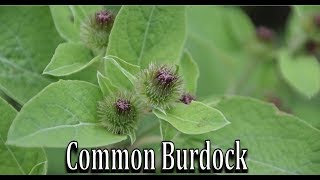 How to Identify Common Burdock Arctium minus  Wild Edible and Medicinal Plant Identification [upl. by Arathorn]