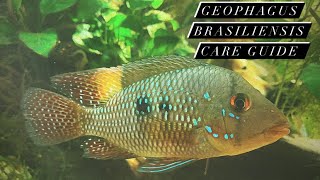 South American Cichlid Care Guide  Geophagus Brasiliensis Pearl Cichlid Earth Eaters [upl. by Lodnar]