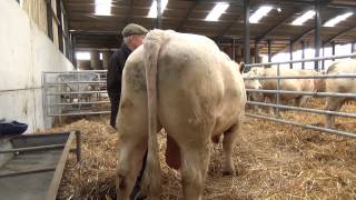 Cockerington Poll Charolais Cows Winter [upl. by Ahsilra]