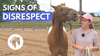 SIGNS A HORSE DOESN’T RESPECT YOU  Horse Behavior Guide [upl. by Drazze913]