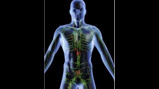 anatomy of lymphatic system DR SAMEH GHAZY [upl. by Phillis887]