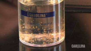 How to Care for Daphnia [upl. by Miarhpe]