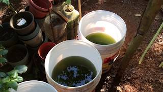 How to grow Green Water Algae [upl. by Giselbert]