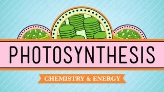 Photosynthesis Crash Course Biology 8 [upl. by Lise402]