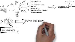 How the body responds to stress [upl. by Eiralih]
