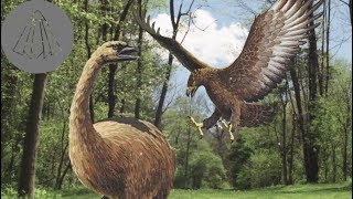 How the Haasts Eagle Ruled Over New Zealand [upl. by Ainoet]