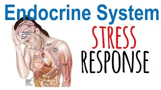 Stress response physiology [upl. by Nirb]