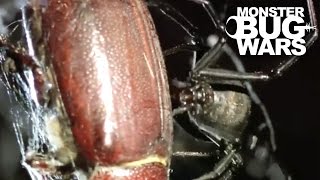 Brown House Vs Redback  MONSTER BUG WARS [upl. by Paver693]