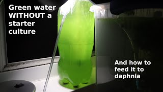 Green Water WITHOUT a Starter Culture  From Scratch  How To [upl. by Yram]