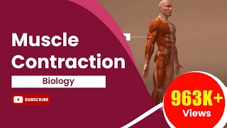 Muscle Contraction [upl. by Hamal]