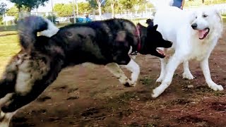 Akita vs Great Pyrenees Battle At Dog Park [upl. by Rein]