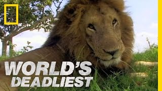 Lion vs Lion  Worlds Deadliest [upl. by Lehcar171]