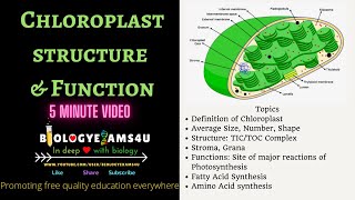 Chloroplast Definition Structure and Function 5 Minutes BiologyExams4u [upl. by Mannuela55]