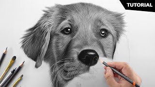 How to Draw a Realistic Dog  Tutorial for BEGINNERS [upl. by Morrison]