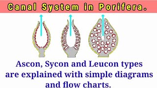 Canal System in Porifera [upl. by Neom]