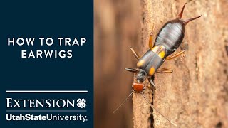 How to Trap Earwigs [upl. by Ayifas]