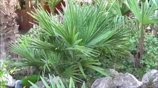 Chamaerops humilis grow rate [upl. by Natsyrt45]