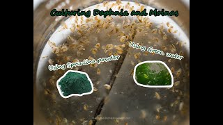 How To Culture Daphnia and Moinas using Green Water Spirulina powder [upl. by Norud]